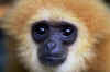 Little Monkey.jpg (26377 bytes)